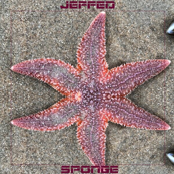 Sponge — cover
